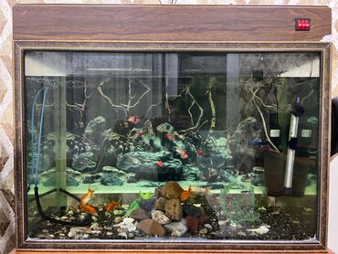 Akvariumlar: Dördbucaq akvarium, Balıqlarla birlikdə, 200 l