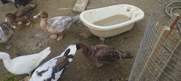 Ördəklər: Həm kəsilməli həm də damazlıq original təmiz cins lal ördəklər ( — 11