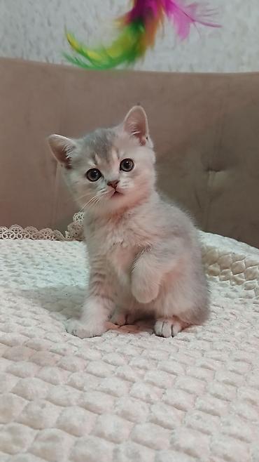 Pişiklər: Britan — 7