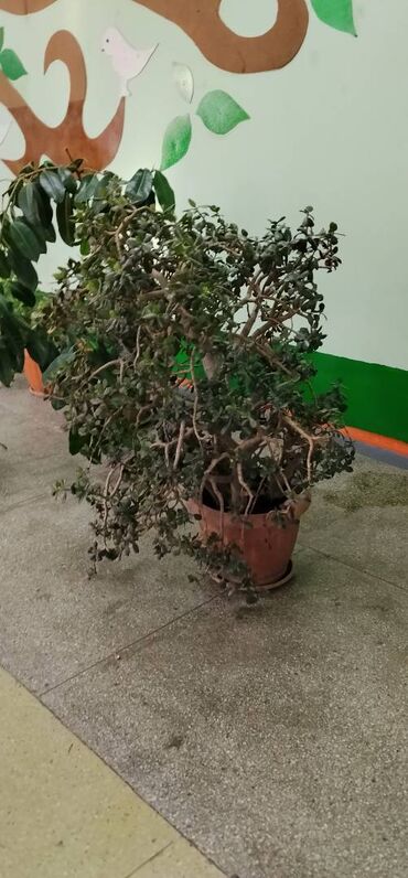 апалавка корейский: Продаю цветы 500 сом