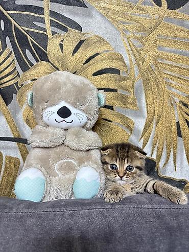 Pişiklər: Şotland — 12