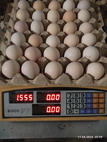 сколько стоит куриное яйцо: Продаю куриные яйца подсобное хосяйства