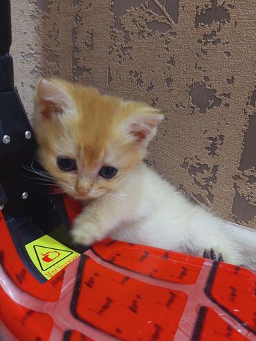 Pişiklər: Qızıl şinşilla, Erkək, Dişi, Yaxşı əllərə, Ünvandan götürmə -da lalafo.az — 23 Pişiklər: Qızıl şinşilla, Erkək, Dişi, Yaxşı əllərə, Ünvandan götürmə — 23