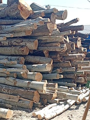 Тегерек жыгачтар: Рубим деревья и купим бревно карагач Терек Кара жыгач кыябыз отун — 7