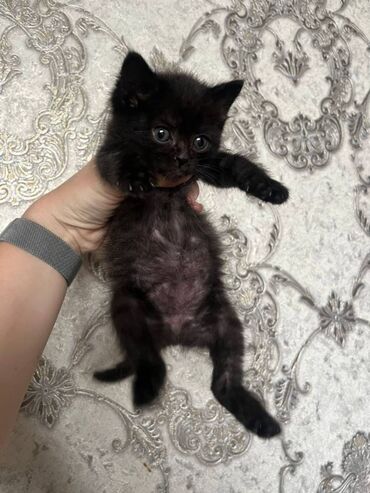 котята белые: Кошка даром: Лесная, 2 месяца, Девочка, Приучена к лотку, Проглистована