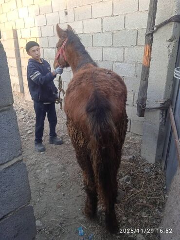 Лошади, кони: Продаю | Жеребенок | Рабочий — 12