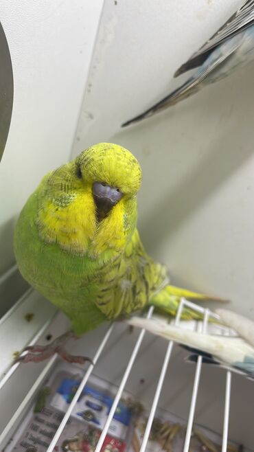 Tutuquşları: Bülbül (dalmatin naxışlı, mavi-ağ rəng çaları) – əhliləşdirilmiş — 9