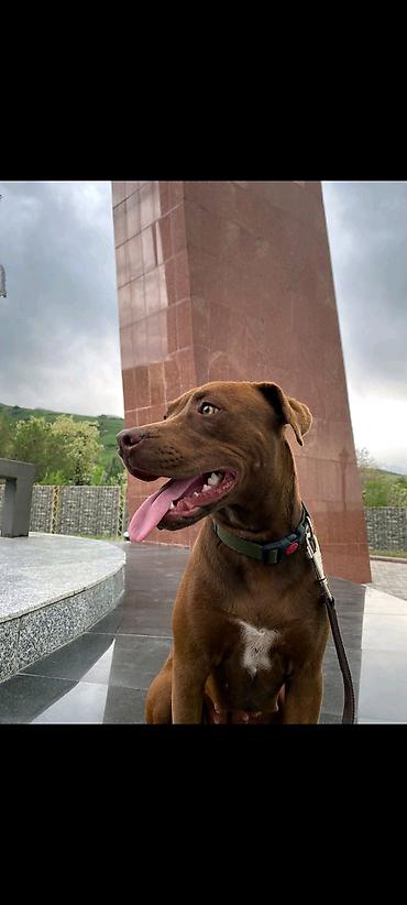 Продажа собак: Мощные черные щенки: Сила Питбуля + Интеллект Овчарки метиса — 12