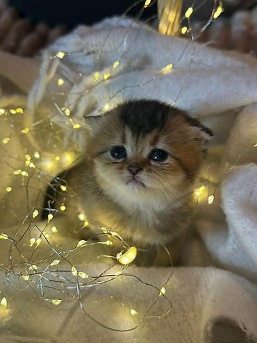 Pişiklər: Britan, Erkək, Ödənişli çatdırılma — 13