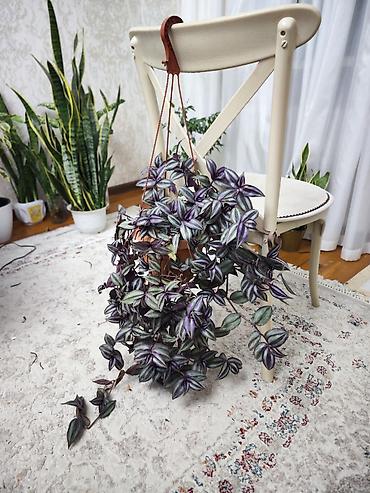 традесканция купить: Традесканция висячая (Tradescantia zebrina) в подвесном горшке + — 2