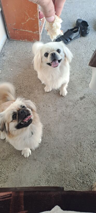 pekines itleri haqqinda: Pekines, 1 il, Dişi, Peyvəndli