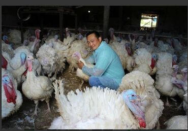 Корма для с/х животных: Стимулятор набора веса со стволовыми клетками костный жир со — 3