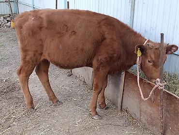 Коровы, быки: Продаю | Корова (самка) | Алатауская — 4