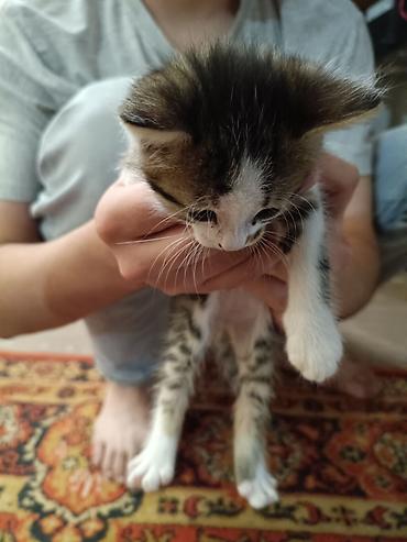 кошки продажа: Котята — домашние, ручные, игривые. На выбор несколько малышей: - — 7