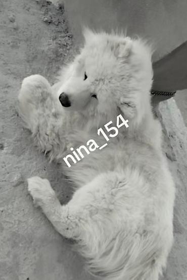 it sat: Samoyed — 1