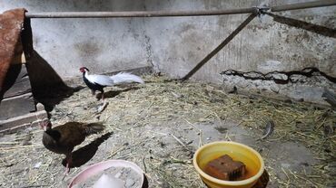 грызуны домашние: Фазановые птицы для декоративного разведения. В наличии: - Серебряный