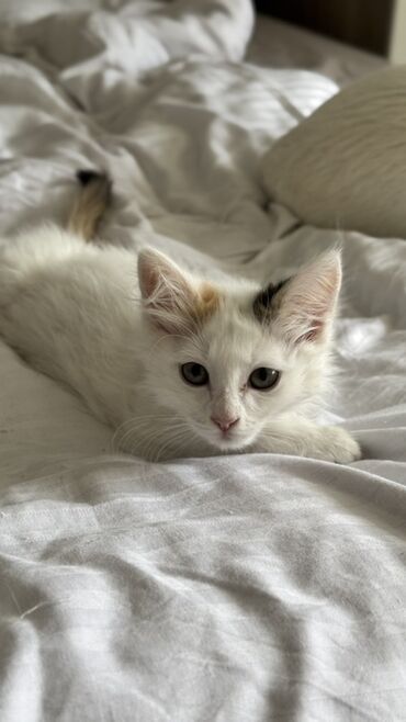 домик для кот: Котята девочки, ищут любящий дом. К лотку приучены Дружат с собаками