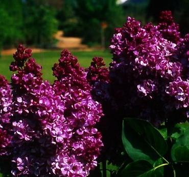 Сирень: Фото1-3 Сирень махровая на срез для букетов, с потрясающим ароматом — 3