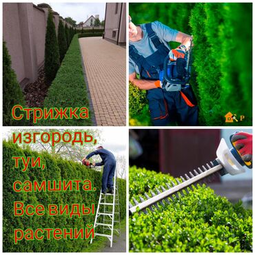 услуги садовников в Кыргызстан | ДВОРНИКИ, САДОВНИКИ: Садовник стрижка изгородь садовник приходящий один раз в неделю уход