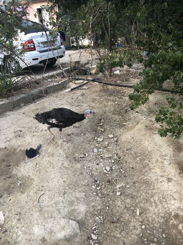 Çaydanlar: Biri 50 manat 3 diwidir 1 ri erkek bakidadir ramanida amerkan sortudu