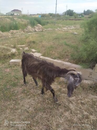 Balıqlar: Dişi, il: 3, Damazlıq, Ünvandan götürmə