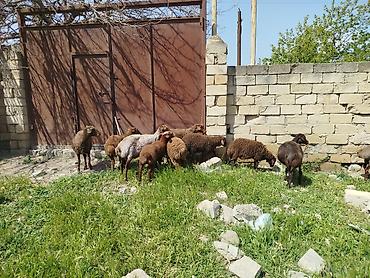 Qoyunlar, qoçlar: Qoyun sürüsü satılır Salam 5 qoyun 5 qüzû satılır ünvan novxanı cavan — 9