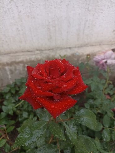 саженцы роз: Продаются корни срезачной (сорт) Голландской розы черная магия