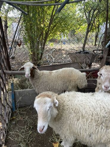 котенка в добрые руки: Quzular satılır 4 eded dişi quzudu sağlam heyvanlardı. Kesgiyede at lalafo.az котенка в добрые руки: Quzular satılır 4 eded dişi quzudu sağlam heyvanlardı. Kesgiyede
