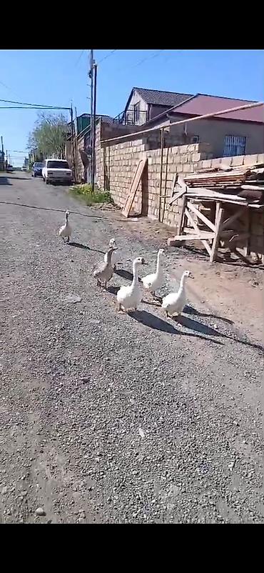 Qazlar: Salam öz,qapımın,1 iılik sağlam kök qazlarıdır maşallah olsun təzə — 4