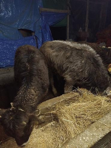 Коровы, быки: Продаю | Бык (самец) | Полукровка | На откорм | Привязанные — 4