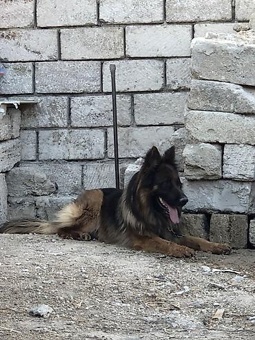 it iti sikir: Alman çoban iti, Erkək — 3
