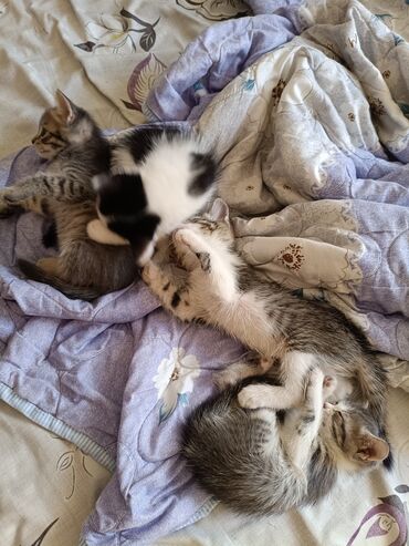 кду ош: Котята домашние, помёт разноокрасочный. На фото — несколько малышей: -