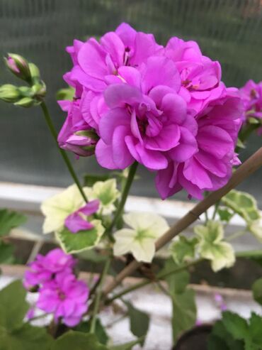 Другие комнатные растения: Пеларгония (плющелистная) — 13