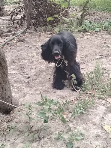 it ucun: Кокер спаниель, 1 год, Самец