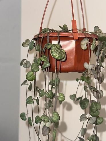 Ампельное комнатное растение Ceropegia woodii (Сердце на ниточке). -