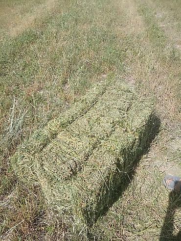 корм для несушек: Ассалам алейкум жамат тук сатылат полядан 250 дон ровныйда сугарылган — 1