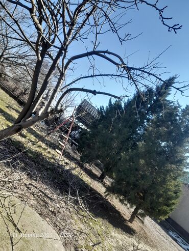 Спил деревьев, заготовка дров: Обрезка деревьев!!! Сезонная обрезка плодовых деревьев!!! Зима — 20