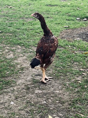 Toyuqlar: Toyuq, Damazlıq — 6