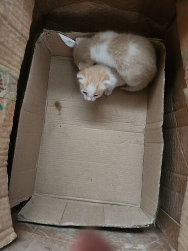 Pişiklər: Dişi, Erkək, Yaxşı əllərə, Ünvandan götürmə, Pulsuz çatdırılma — 8