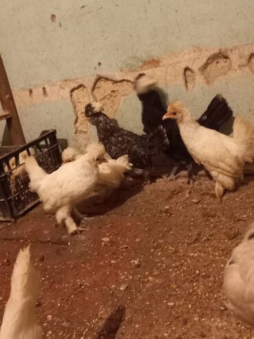 Cücələr: Məhsul: Toqquz-tüklü (toppuzbaş) dekorativ cücələr və gənc toyuqlar — 9