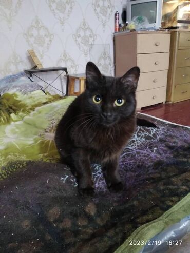британский черный кот: Ищем заботливых хозяев для котика-подростка. Ему 6-7 месяцев. Очень