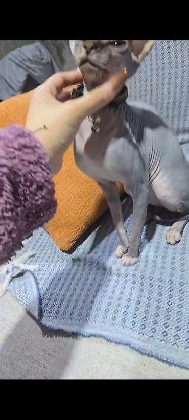 Pişiklər: Sfinks — 6