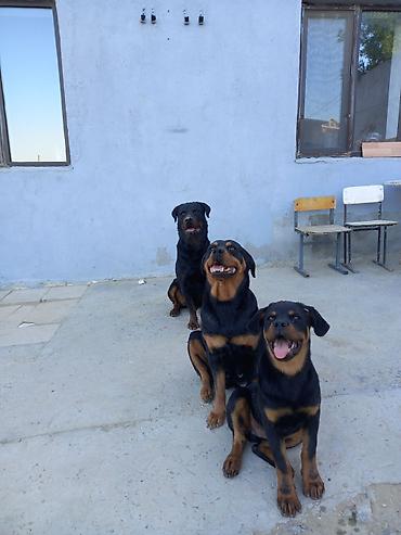 Bənnalar: Salam ev təmir usdasıyam hörgü suvaq pol patalok elektirik santexnik — 15