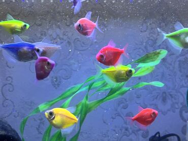 Balıqlar: Tetra balığı, Sülhsevər, Ödənişli çatdırılma -da lalafo.az — 1 Balıqlar: Tetra balığı, Sülhsevər, Ödənişli çatdırılma — 1