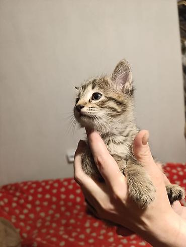 Отдам даром кошку: Котята девочки мальчики 1,5 месяца (серые мальчики, чёрно-белым — 3