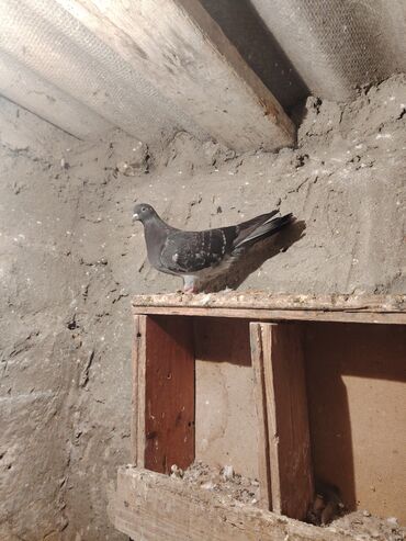 Göyərçinlər: Salam quş dar satlır tam saglam usdu usdə 7m — 9