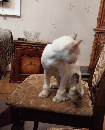 şotlant pişiyi: Şinşilla, Erkək, Yaxşı əllərə, Ünvandan götürmə