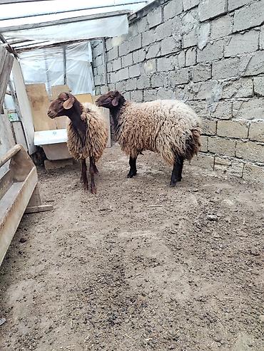heyvan bazari keci: 2 əlkey qala qoçu Qurbanligada yarıyır tumluğada əldə saxlanılıb arpa — 2