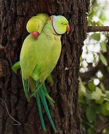 cat tanışlıq: Məhsul: Yaşıl Halqa-boğaz (Ringneck) tutuquşusu Xüsusiyyətlər: - — 3