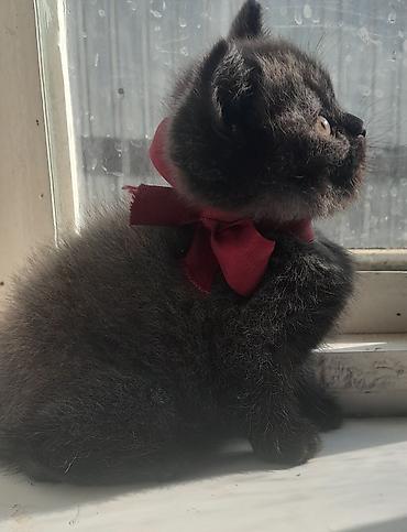 мейн кун котята цена: 1 месяц, Девочка, Белый, Приучена к лотку — 1